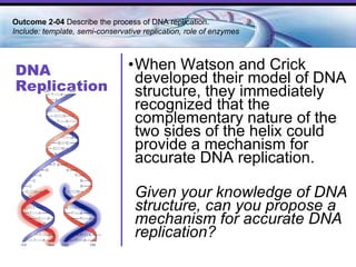 DNA Replication When Watson and Crick developed their model of DNA structure, they immediately recognized that the complementary nature of the two sides of the helix could provide a mechanism for accurate DNA replication. Given your knowledge of DNA structure, can you propose a mechanism for accurate DNA replication?   Outcome 2-04  Describe the process of DNA replication.  Include: template, semi-conservative replication, role of enzymes  