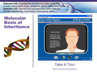 Molecular Basis of Inheritance Outcome 2-02  Describe the structure of a DNA nucleotide.  Include: deoxyribose sugar, phosphate group, nitrogenous bases. Outcome 2-03   Describe the structure of the DNA molecule.  Include: double helix, nucleotides, base-pairing, gene   Take A Tour (Can be found in the outbox) 