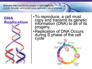 DNA Replication To reproduce, a cell must copy and transmit its genetic information (DNA) to all of its progeny.  Replication of DNA Occurs during S phase of the cell cycle Outcome 2-04  Describe the process of DNA replication.  Include: template, semi-conservative replication, role of enzymes  