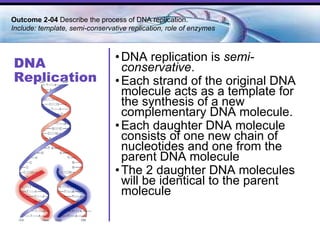 DNA Replication DNA replication is  semi-conservative . Each strand of the original DNA molecule acts as a template for the synthesis of a new complementary DNA molecule. Each daughter DNA molecule consists of one new chain of nucleotides and one from the parent DNA molecule The 2 daughter DNA molecules will be identical to the parent molecule Outcome 2-04  Describe the process of DNA replication.  Include: template, semi-conservative replication, role of enzymes  