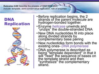 DNA Replication Before replication begins, the 2 strands of the parent molecule are hydrogen-bonded together. Enzyme  helicase  unwinds and “unzips” the double-stranded DNA New DNA nucleotides fit into place along divided strands by complementary base pairing New nucleotides form bonds with the existing ones-  DNA polymerase DNA polymerase is described as being "template dependent" in that it will "read" the sequence of bases on the template strand and then "synthesize" the complementary strand.  Outcome 2-04  Describe the process of DNA replication.  Include: template, semi-conservative replication, role of enzymes  