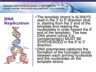 DNA Replication The template strand is ALWAYS read in the 3' to 5' direction (that is, starting from the 3' end of the template and reading the nucleotides in order toward the 5' end of the template). The new DNA strand (since it is complementary) MUST BE SYNTHESIZED in the 5' to 3' direction.  DNA polymerase catalyzes the formation of the hydrogen bonds between each arriving nucleotide and the nucleotides on the template strand. Outcome 2-04  Describe the process of DNA replication.  Include: template, semi-conservative replication, role of enzymes  