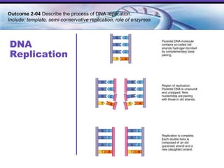 DNA Replication Outcome 2-04  Describe the process of DNA replication.  Include: template, semi-conservative replication, role of enzymes  