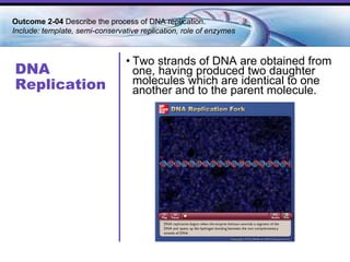 DNA Replication Two strands of DNA are obtained from one, having produced two daughter molecules which are identical to one another and to the parent molecule. Outcome 2-04  Describe the process of DNA replication.  Include: template, semi-conservative replication, role of enzymes  