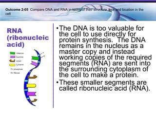 RNA (ribonucleic acid) The DNA is too valuable for the cell to use directly for protein synthesis.  The DNA remains in the nucleus as a master copy and instead working copies of the required segments (RNA) are sent into the surrounding cytoplasm of the cell to make a protein. These smaller segments are called ribonucleic acid (RNA).  Outcome 2-05  Compare DNA and RNA in terms of their structure, use and location in the cell   