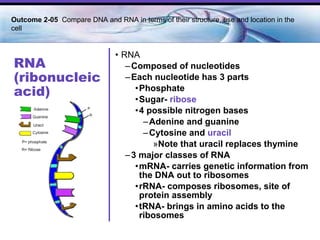 RNA (ribonucleic acid) RNA Composed of nucleotides Each nucleotide has 3 parts Phosphate Sugar-  ribose 4 possible nitrogen bases Adenine and guanine Cytosine and  uracil Note that uracil replaces thymine 3 major classes of RNA mRNA- carries genetic information from the DNA out to ribosomes rRNA- composes ribosomes, site of protein assembly tRNA- brings in amino acids to the ribosomes Outcome 2-05  Compare DNA and RNA in terms of their structure, use and location in the cell   