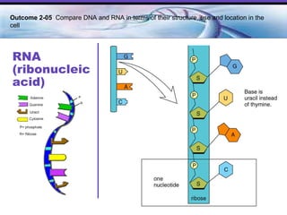 RNA (ribonucleic acid) Outcome 2-05  Compare DNA and RNA in terms of their structure, use and location in the cell   