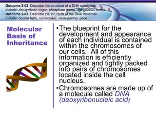 Molecular Basis of Inheritance The blueprint for the development and appearance of each individual is contained within the chromosomes of our cells.  All of this information is efficiently organized and tightly packed into pairs of chromosomes located inside the cell nucleus. Chromosomes are made up of a molecule called  DNA (deoxyribonucleic acid ) Outcome 2-02  Describe the structure of a DNA nucleotide.  Include: deoxyribose sugar, phosphate group, nitrogenous bases. Outcome 2-03   Describe the structure of the DNA molecule.  Include: double helix, nucleotides, base-pairing, gene   
