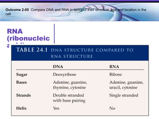 RNA (ribonucleic acid) Outcome 2-05  Compare DNA and RNA in terms of their structure, use and location in the cell   
