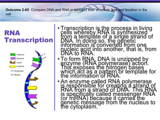 RNA Transcription Transcription is the process in living cells whereby RNA is synthesized from a template of a single strand of DNA. In doing so, the genetic information is converted from one nucleic acid into another, that is, from DNA to RNA.  To form RNA, DNA is unzipped by enzyme (RNA polymerase) action.  This exposes the nitrogen bases which act as a pattern or template for the information of RNA. An enzyme called RNA polymerase is responsible for creating a strand of RNA from a strand of DNA. This RNA is specifically called messenger RNA (or mRNA) because it carries the genetic message from the nucleus to the cytoplasm.  Outcome 2-05  Compare DNA and RNA in terms of their structure, use and location in the cell   