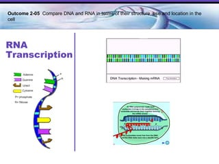 RNA Transcription Outcome 2-05  Compare DNA and RNA in terms of their structure, use and location in the cell   