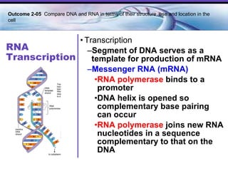RNA Transcription Transcription Segment of DNA serves as a template for production of mRNA Messenger RNA (mRNA) RNA polymerase  binds to a promoter DNA helix is opened so complementary base pairing can occur RNA polymerase  joins new RNA nucleotides in a sequence complementary to that on the DNA Outcome 2-05  Compare DNA and RNA in terms of their structure, use and location in the cell   