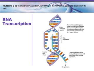 RNA Transcription Outcome 2-05  Compare DNA and RNA in terms of their structure, use and location in the cell   