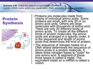 Protein Synthesis Proteins are molecules made from chains of individual amino acids. Some proteins are small, with only 20 or so amino acid units. Others are large molecules with thousands of amino acid. There are only 20 different kinds of amino acids. To create all the different kinds of protein molecules, the amino acids are arranged in a specific order. It is the sequence and length of amino acids that determines the kind of protein.  The sequence of nitrogen bases on a DNA strand determines the sequence of amino acids in a protein molecule. It takes three nitrogen bases to "code" for one amino acid. A segment of these three bases is called a triplet. The equivalent triplet on a mRNA is called a codon.  Outcome 2-06  Outline the steps involved in protein synthesis. Include: mRNA, codon, amino acid, transcription, tRNA, anticodon, ribosome, translation 