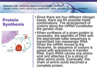 Protein Synthesis Since there are four different nitrogen bases, there are 64 possible triplet combinations. The arrangement of codons along the mRNA constitutes the genetic code.  When synthesis of a given protein is necessary, the segment of DNA with the appropriate base sequences is transcribed into messenger RNA. When the mRNA moves to the ribosome, its sequence of codons is paired with anticodons in transfer RNA. Each tRNA carries one amino acid and attaches it to a string of other amino acids. Eventually, this chain of amino acids becomes a complete protein.   Outcome 2-06  Outline the steps involved in protein synthesis. Include: mRNA, codon, amino acid, transcription, tRNA, anticodon, ribosome, translation 