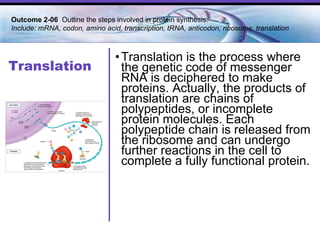 Translation Translation is the process where the genetic code of messenger RNA is deciphered to make proteins. Actually, the products of translation are chains of polypeptides, or incomplete protein molecules. Each polypeptide chain is released from the ribosome and can undergo further reactions in the cell to complete a fully functional protein.  Outcome 2-06  Outline the steps involved in protein synthesis. Include: mRNA, codon, amino acid, transcription, tRNA, anticodon, ribosome, translation 