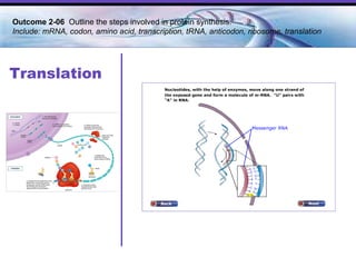 Translation Outcome 2-06  Outline the steps involved in protein synthesis. Include: mRNA, codon, amino acid, transcription, tRNA, anticodon, ribosome, translation 