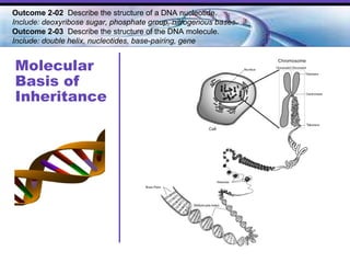 Molecular Basis of Inheritance Outcome 2-02  Describe the structure of a DNA nucleotide.  Include: deoxyribose sugar, phosphate group, nitrogenous bases. Outcome 2-03   Describe the structure of the DNA molecule.  Include: double helix, nucleotides, base-pairing, gene   