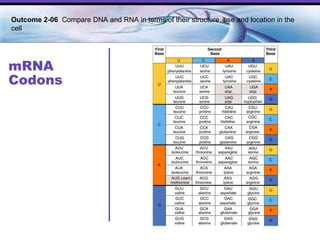 mRNA Codons Outcome 2-06  Compare DNA and RNA in terms of their structure, use and location in the cell  