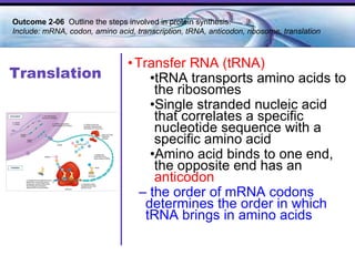 Translation Transfer RNA (tRNA) tRNA transports amino acids to the ribosomes Single stranded nucleic acid that correlates a specific nucleotide sequence with a specific amino acid Amino acid binds to one end, the opposite end has an  anticodon the order of mRNA codons determines the order in which tRNA brings in amino acids Outcome 2-06  Outline the steps involved in protein synthesis. Include: mRNA, codon, amino acid, transcription, tRNA, anticodon, ribosome, translation 