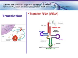 Translation Transfer RNA (tRNA) Outcome 2-06  Outline the steps involved in protein synthesis. Include: mRNA, codon, amino acid, transcription, tRNA, anticodon, ribosome, translation 