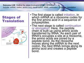 Stages of Translation The first stage is called  initiation , in which mRNA at a ribosome codes for the first amino acid in a sequence of polypeptides.  The next stage is called  continuation or elongation . Here, the peptide chain is built up using amino acids transferred by tRNA. As each pair of tRNA's occupies a site at a ribosome, the amino acids are joined by a peptide bond. As the ribosome moves along the mRNA to the next codon, the next tRNA brings along its amino acid and creates a peptide bond.  Outcome 2-06  Outline the steps involved in protein synthesis. Include: mRNA, codon, amino acid, transcription, tRNA, anticodon, ribosome, translation 