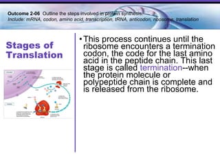 Stages of Translation This process continues until the ribosome encounters a termination codon, the code for the last amino acid in the peptide chain. This last stage is called  termination --when the protein molecule or polypeptide chain is complete and is released from the ribosome.   Outcome 2-06  Outline the steps involved in protein synthesis. Include: mRNA, codon, amino acid, transcription, tRNA, anticodon, ribosome, translation 