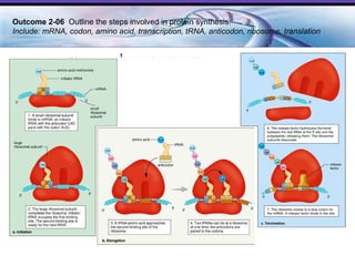 Outcome 2-06  Outline the steps involved in protein synthesis. Include: mRNA, codon, amino acid, transcription, tRNA, anticodon, ribosome, translation 