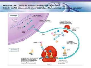 Outcome 2-06  Outline the steps involved in protein synthesis. Include: mRNA, codon, amino acid, transcription, tRNA, anticodon, ribosome, translation 