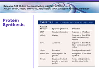 Protein Synthesis Outcome 2-06  Outline the steps involved in protein synthesis. Include: mRNA, codon, amino acid, transcription, tRNA, anticodon, ribosome, translation 