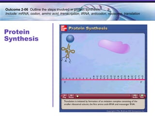 Protein Synthesis Outcome 2-06  Outline the steps involved in protein synthesis. Include: mRNA, codon, amino acid, transcription, tRNA, anticodon, ribosome, translation 