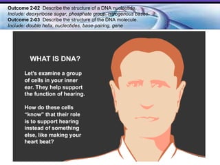 Outcome 2-02  Describe the structure of a DNA nucleotide.  Include: deoxyribose sugar, phosphate group, nitrogenous bases. Outcome 2-03   Describe the structure of the DNA molecule.  Include: double helix, nucleotides, base-pairing, gene   