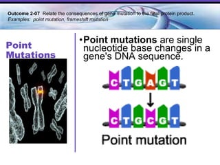 Point Mutations Point mutations  are single nucleotide base changes in a gene's DNA sequence.  Outcome 2-07  Relate the consequences of gene mutation to the final protein product. Examples:  point mutation, frameshift mutation 