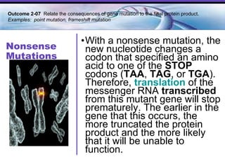 Nonsense Mutations With a nonsense mutation, the new nucleotide changes a codon that specified an amino acid to one of the  STOP  codons ( TAA ,  TAG , or  TGA ). Therefore,  translation  of the messenger RNA  transcribed  from this mutant gene will stop prematurely. The earlier in the gene that this occurs, the more truncated the protein product and the more likely that it will be unable to function.  Outcome 2-07  Relate the consequences of gene mutation to the final protein product. Examples:  point mutation, frameshift mutation 