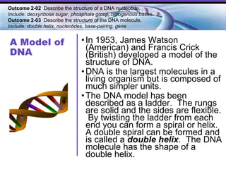 A Model of DNA In 1953, James Watson (American) and Francis Crick (British) developed a model of the structure of DNA. DNA is the largest molecules in a living organism but is composed of much simpler units. The DNA model has been described as a ladder.  The rungs are solid and the sides are flexible.  By twisting the ladder from each end you can form a spiral or helix.  A double spiral can be formed and is called a  double helix .  The DNA molecule has the shape of a double helix. Outcome 2-02  Describe the structure of a DNA nucleotide.  Include: deoxyribose sugar, phosphate group, nitrogenous bases. Outcome 2-03   Describe the structure of the DNA molecule.  Include: double helix, nucleotides, base-pairing, gene   