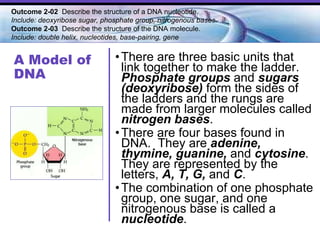 A Model of DNA There are three basic units that link together to make the ladder.  Phosphate groups  and  sugars (deoxyribose)  form the sides of the ladders and the rungs are made from larger molecules called  nitrogen bases . There are four bases found in DNA.  They are  adenine, thymine, guanine,  and  cytosine .  They are represented by the letters,  A, T, G,  and  C .  The combination of one phosphate group, one sugar, and one nitrogenous base is called a  nucleotide .  Outcome 2-02  Describe the structure of a DNA nucleotide.  Include: deoxyribose sugar, phosphate group, nitrogenous bases. Outcome 2-03   Describe the structure of the DNA molecule.  Include: double helix, nucleotides, base-pairing, gene   