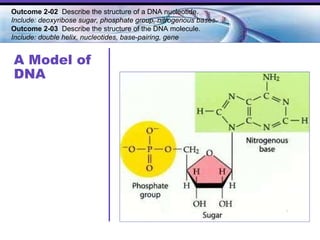 A Model of DNA Outcome 2-02  Describe the structure of a DNA nucleotide.  Include: deoxyribose sugar, phosphate group, nitrogenous bases. Outcome 2-03   Describe the structure of the DNA molecule.  Include: double helix, nucleotides, base-pairing, gene   