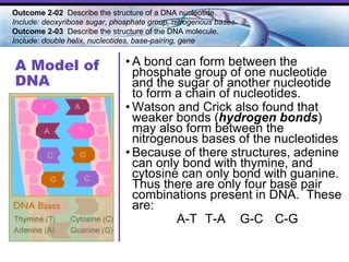 A Model of DNA A bond can form between the phosphate group of one nucleotide and the sugar of another nucleotide to form a chain of nucleotides. Watson and Crick also found that weaker bonds ( hydrogen bonds ) may also form between the nitrogenous bases of the nucleotides Because of there structures, adenine can only bond with thymine, and cytosine can only bond with guanine.  Thus there are only four base pair combinations present in DNA.  These are: A-T T-A G-C C-G Outcome 2-02  Describe the structure of a DNA nucleotide.  Include: deoxyribose sugar, phosphate group, nitrogenous bases. Outcome 2-03   Describe the structure of the DNA molecule.  Include: double helix, nucleotides, base-pairing, gene   