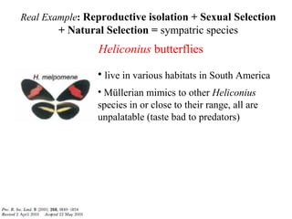 Heliconius butterflies
Real Example: Reproductive isolation + Sexual Selection
+ Natural Selection = sympatric species
• live in various habitats in South America
• Müllerian mimics to other Heliconius
species in or close to their range, all are
unpalatable (taste bad to predators)
 