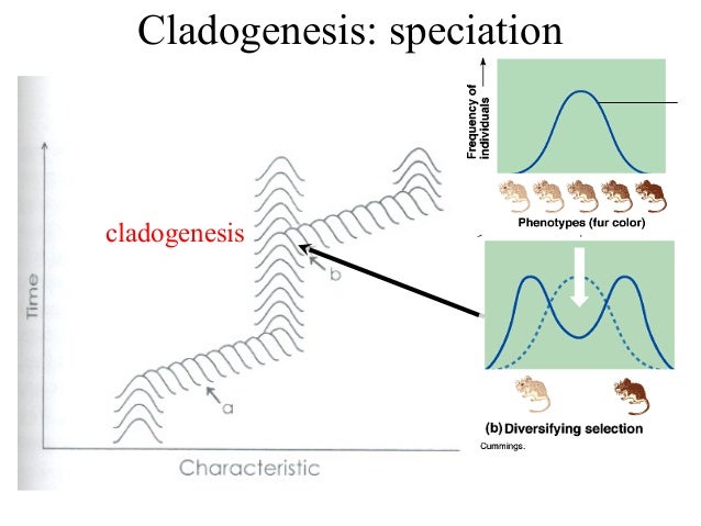 Bio413 07 Sympatric Speciation Species Concepts Allopatric