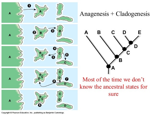 Bio413 07 Sympatric Speciation Species Concepts Allopatric