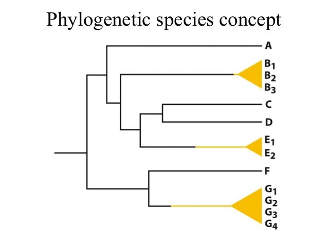 Bio413 07 Sympatric Speciation Species Concepts Allopatric