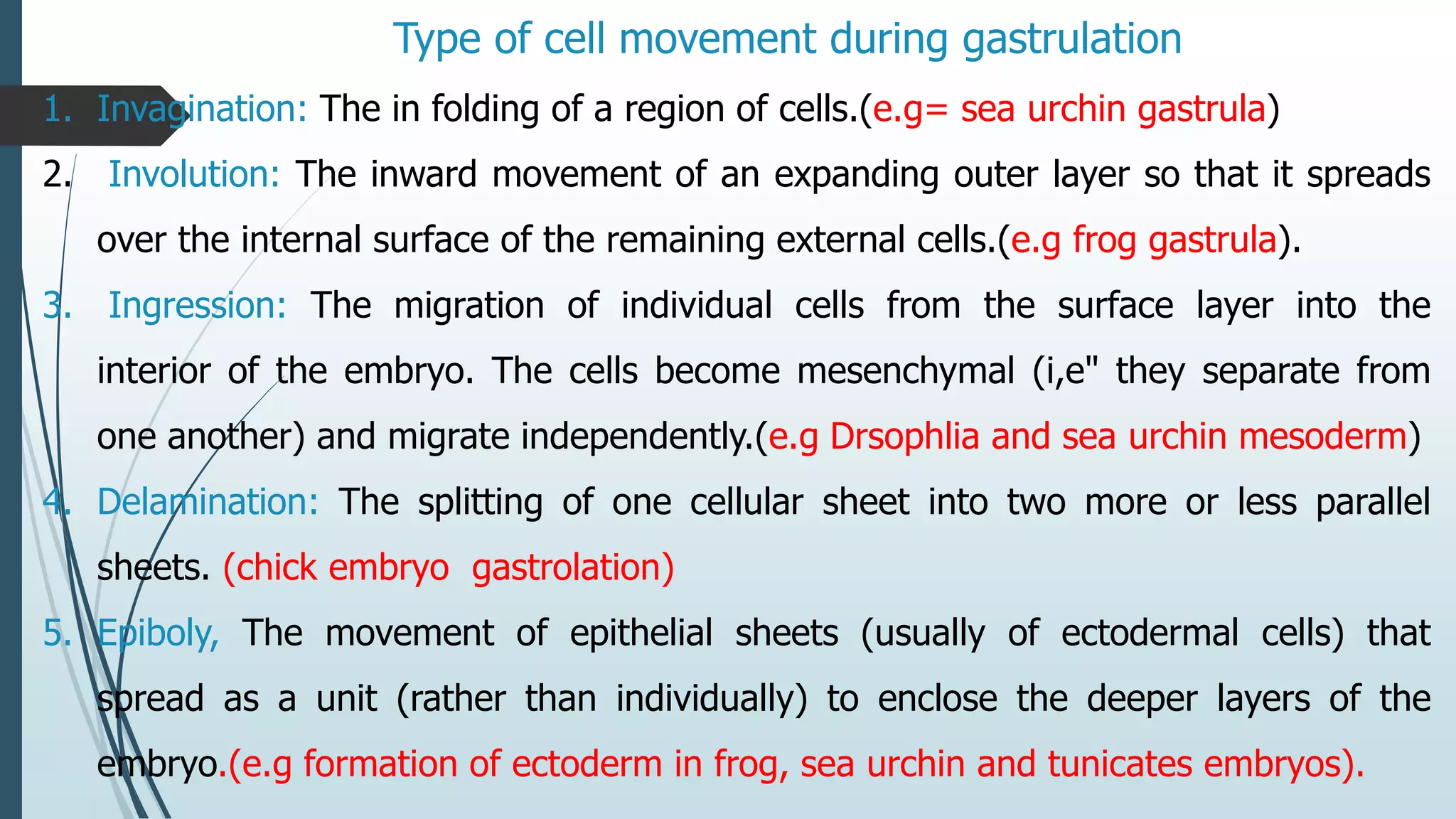 Gastrulation | PPT