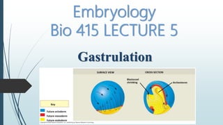 Gastrulation
Embryology
Bio 415 LECTURE 5
 