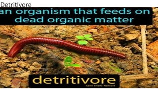 DETRITUS ORGANISMS- ORGANISMS THAT ACT ON DETRITUS | PPTX