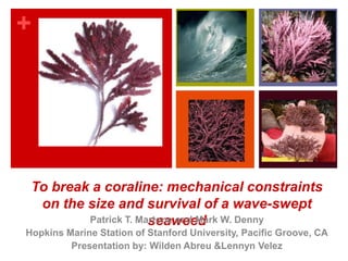 +




 To break a coraline: mechanical constraints
  on the size and survival of a wave-swept
                      seaweed
         Patrick T. Martone and Mark W. Denny
Hopkins Marine Station of Stanford University, Pacific Groove, CA
         Presentation by: Wilden Abreu &Lennyn Velez
 