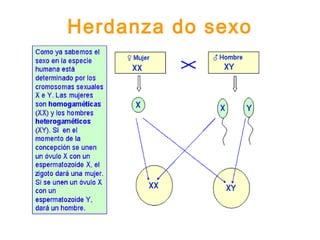 Herdanza do sexo
 