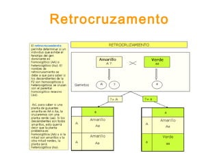 Retrocruzamento
 