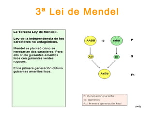 3ª Lei de Mendel
 