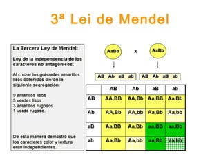 3ª Lei de Mendel
 
